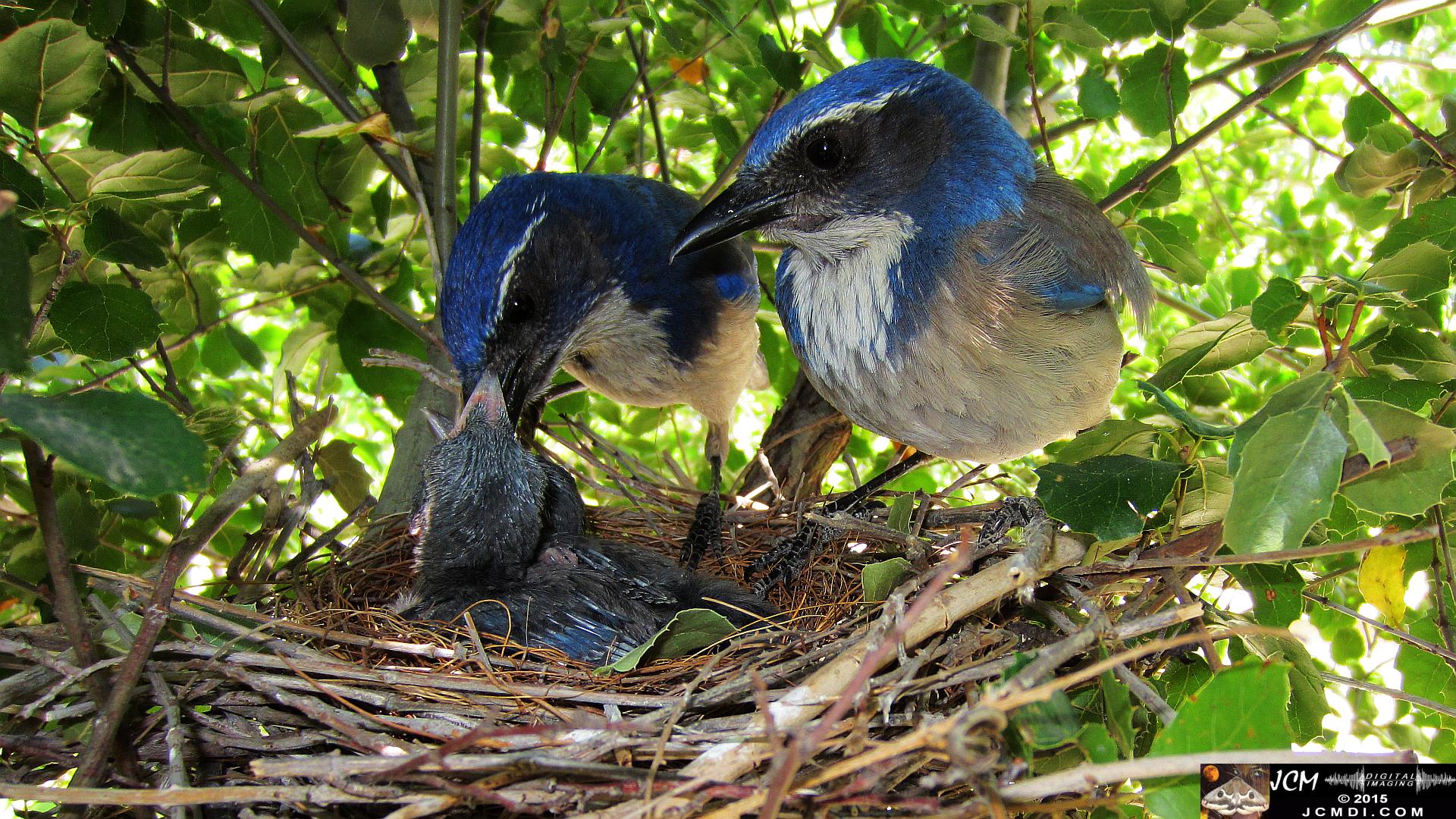 Scrub Jay Nest Documenatry with chicks
